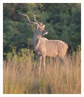 Kudu